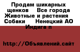 Продам шикарных щенков  - Все города Животные и растения » Собаки   . Ненецкий АО,Индига п.